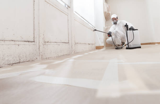 Black mold remediation team in Dallas